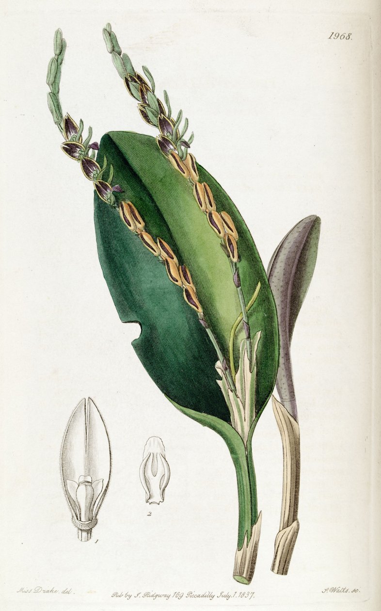Acianthera saurocephala (como syn. Pleurothallis saurocephala) de Miss Drake
