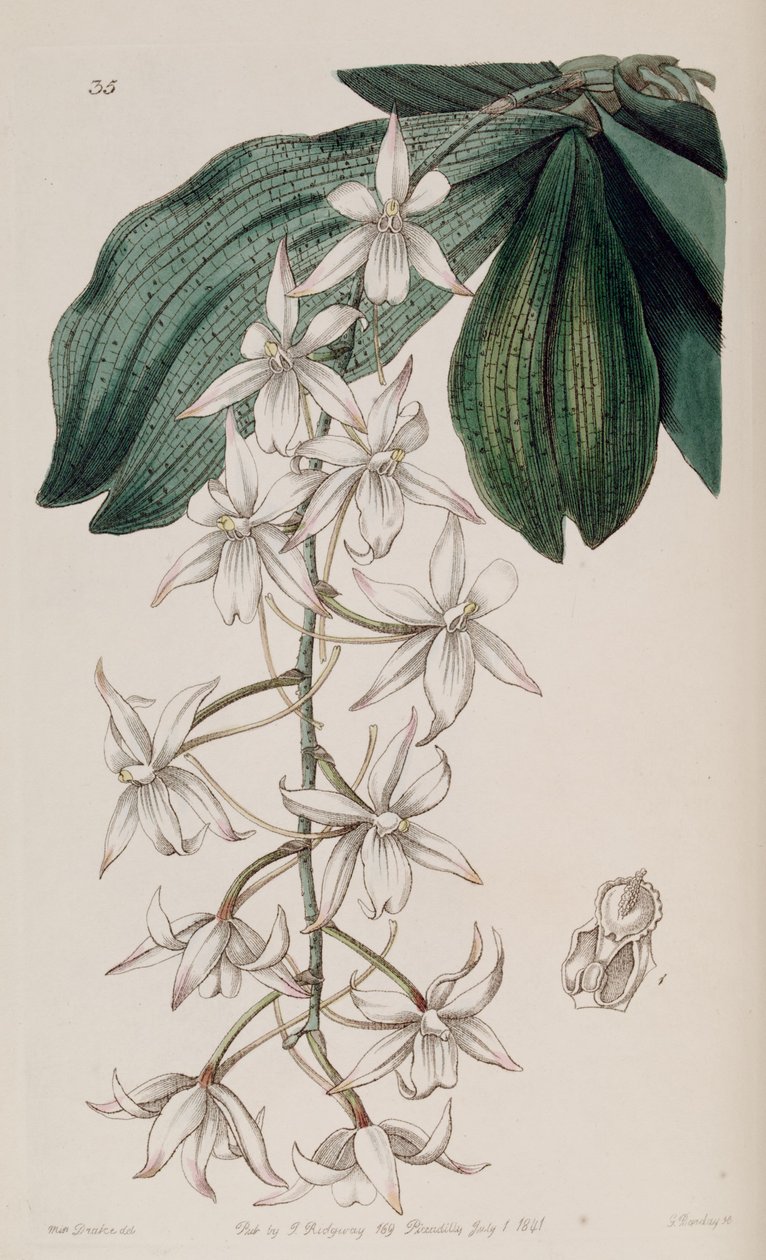 Studarettia biloba (syn. Listrostachys biloba) de Miss Drake