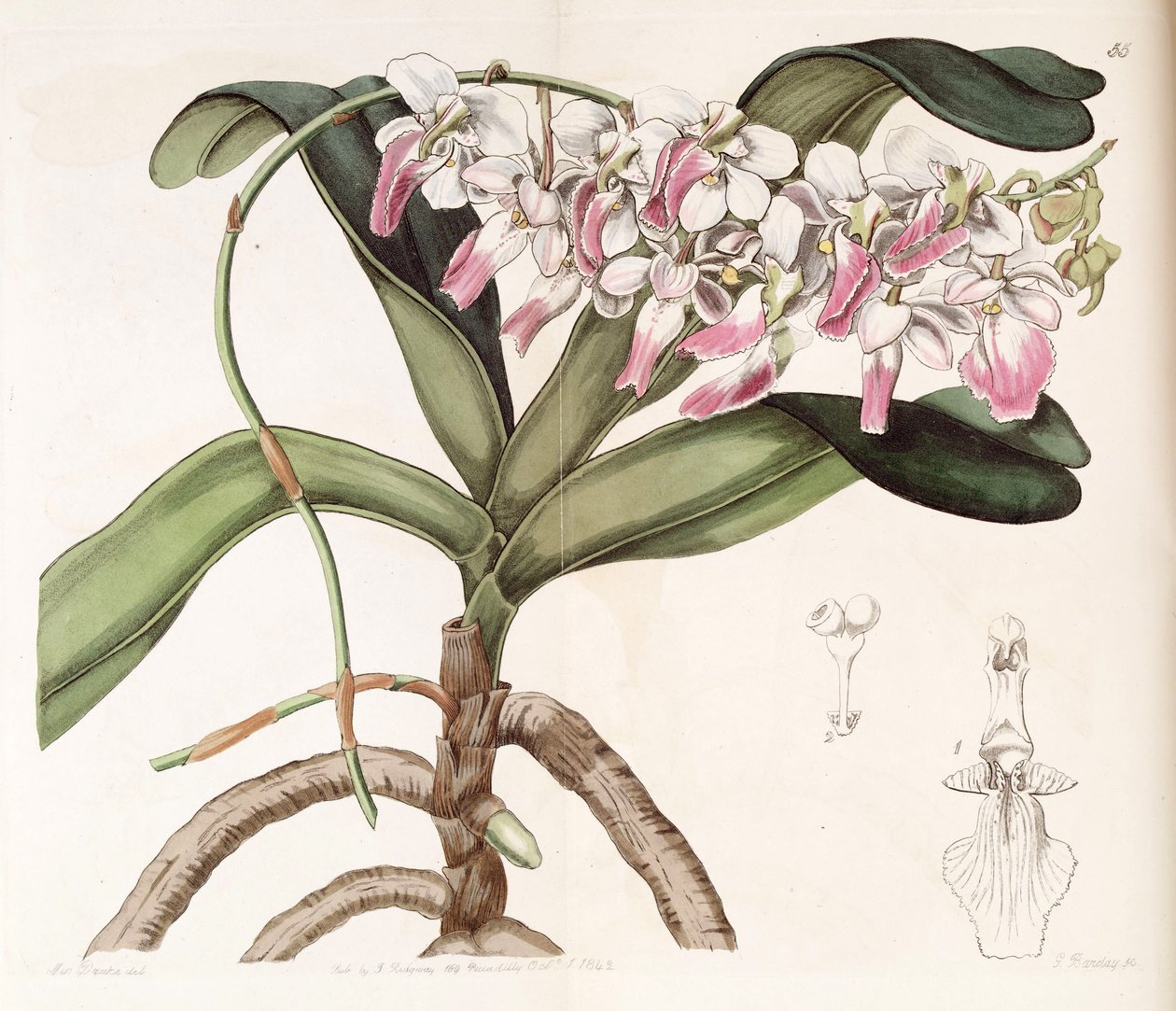 encaracolado Cattleya de Miss Drake