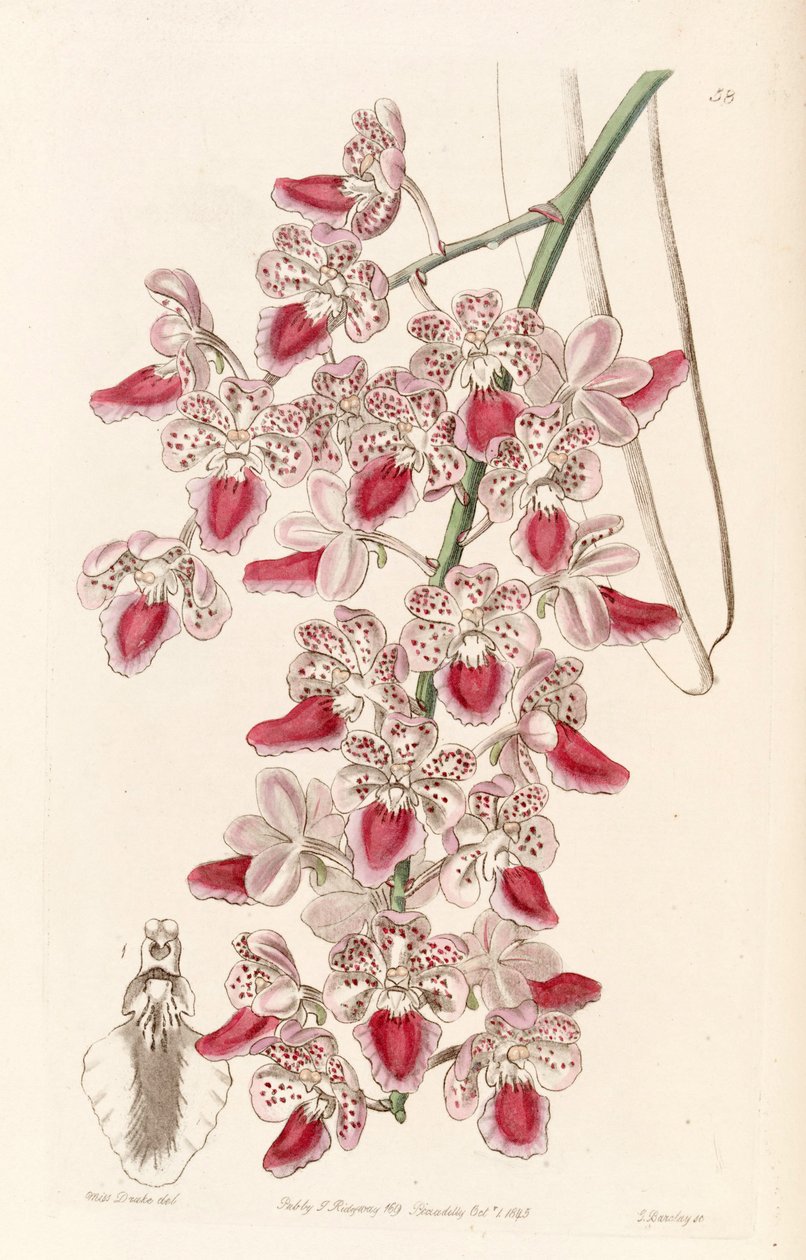 Cattleya manchado (Cattleya como a mancha) de Miss Drake