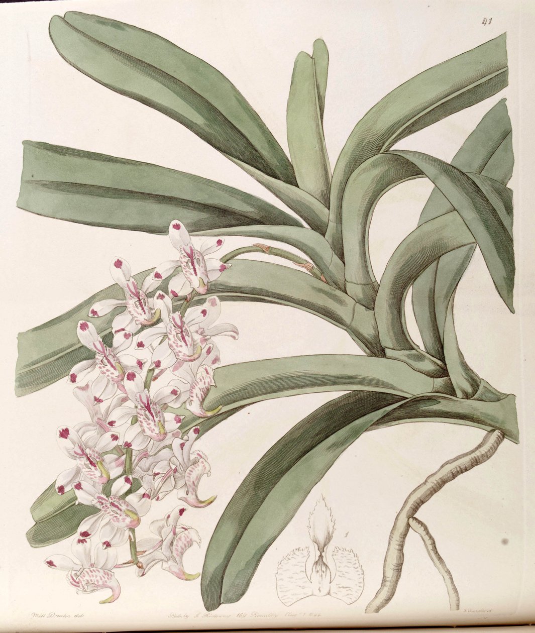 Cattleya cheiro (syn. Cattleya dirigido) de Miss Drake