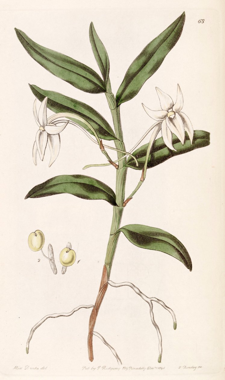 Listrostachys mauritianum (syn. Listrostachys gladiifolium) de Miss Drake