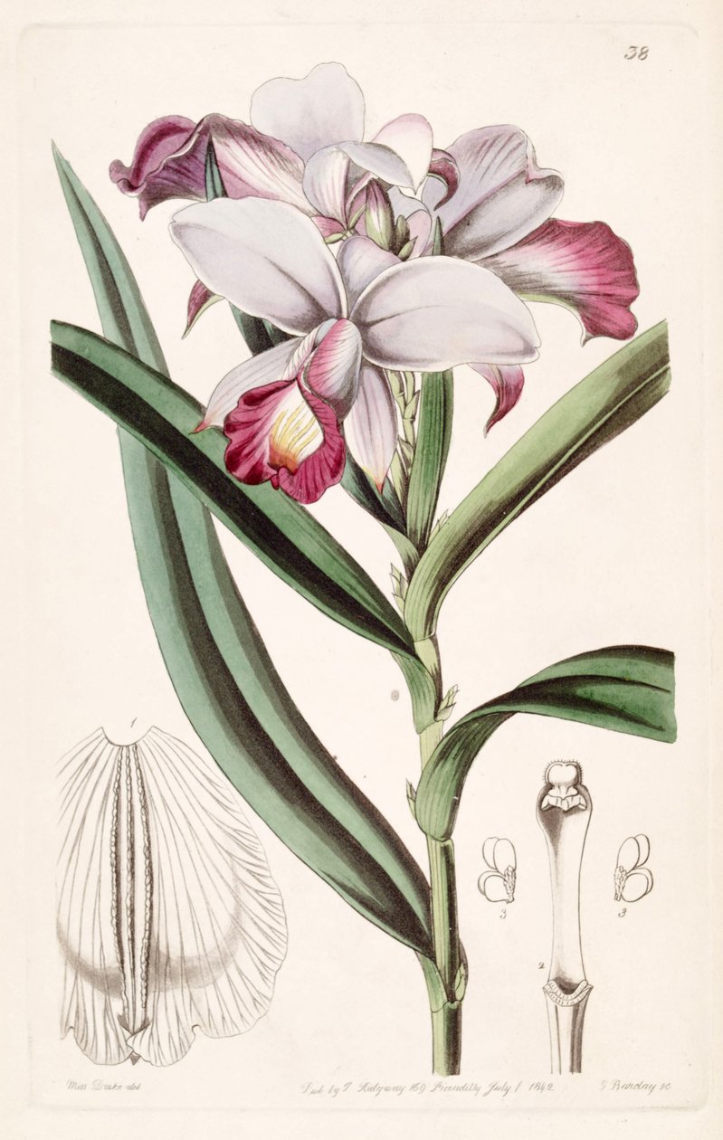 Arundina graminijolia (syn. Arundina densa) de Miss Drake