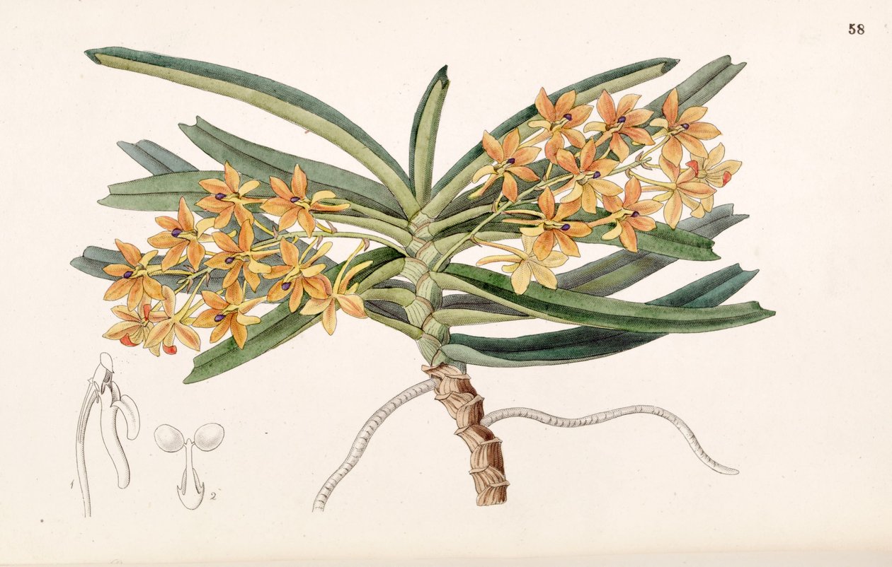 Ascocentrum miniatum (syn. Saccolabium miniata) de Miss Drake