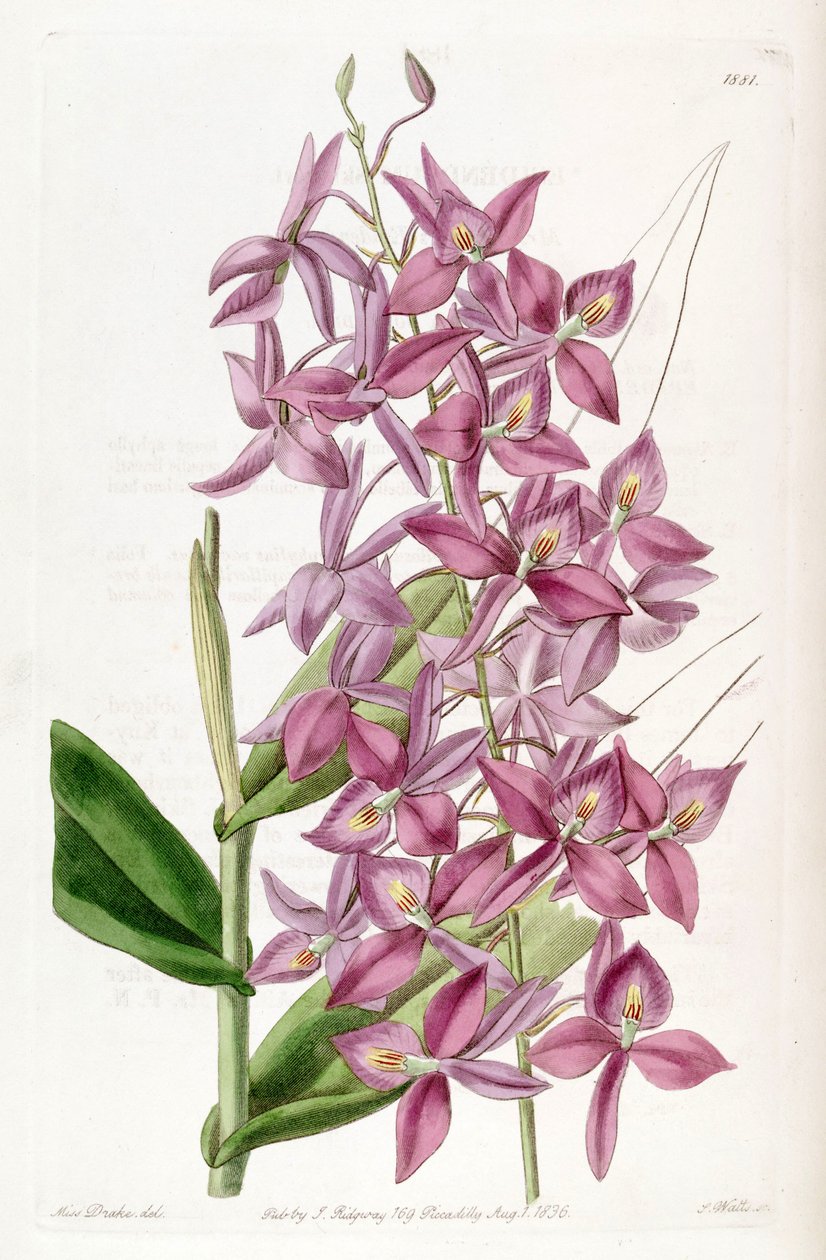 Barkeria skinneri (como syn Epidendrum skinneri) de Miss Drake