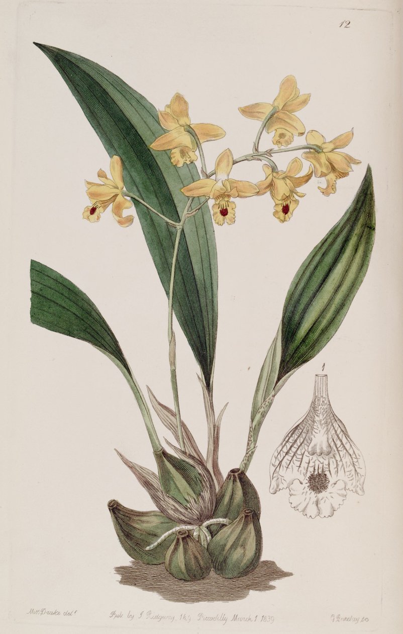 Bifrenaria vitellina (como syn. Maxillaria vitellina) de Miss Drake