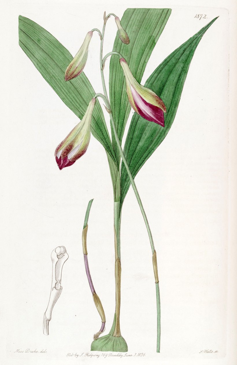 Bletia purpurata (como syn Crybe rosea) de Miss Drake