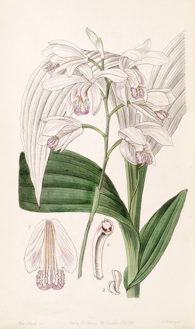 Bletilla striata (como Bletia gebina) de Miss Drake