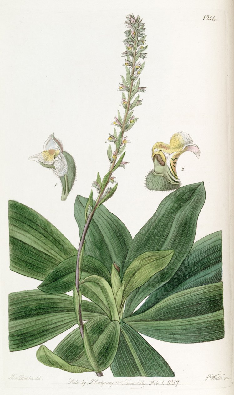 Brachystele bracteosa (como syn. Spiranthes bracteosa) de Miss Drake