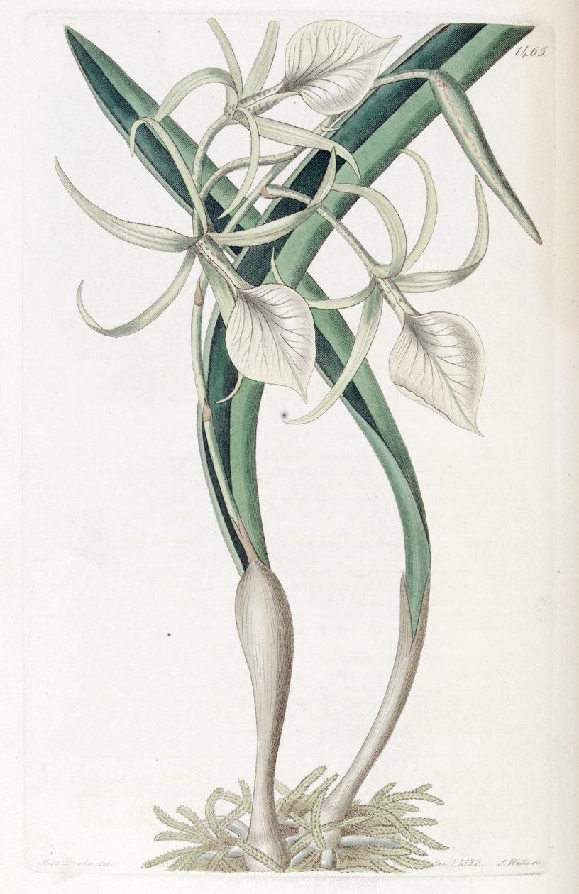 Nodos de Brassavola de Miss Drake