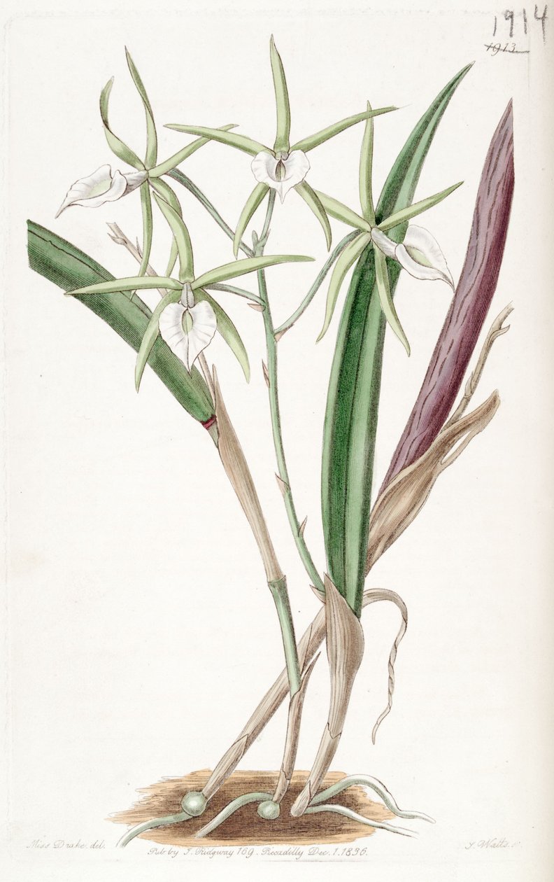 Brassavola subulifolia (como syn. Brassavola cordata) de Miss Drake