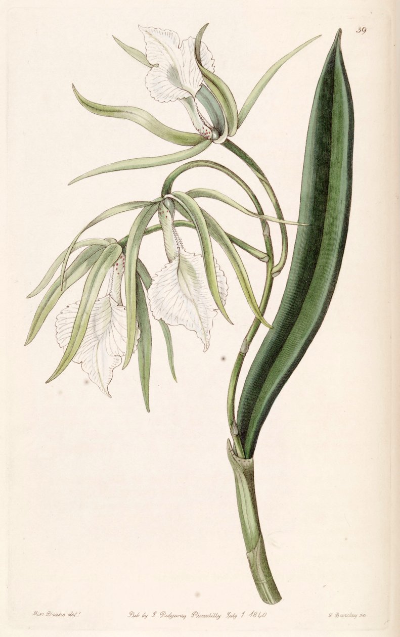 Brassavola venosa de Miss Drake