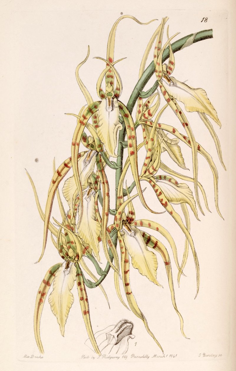 Brassica Cochleata (como. Brassia Lawrenceana) de Miss Drake