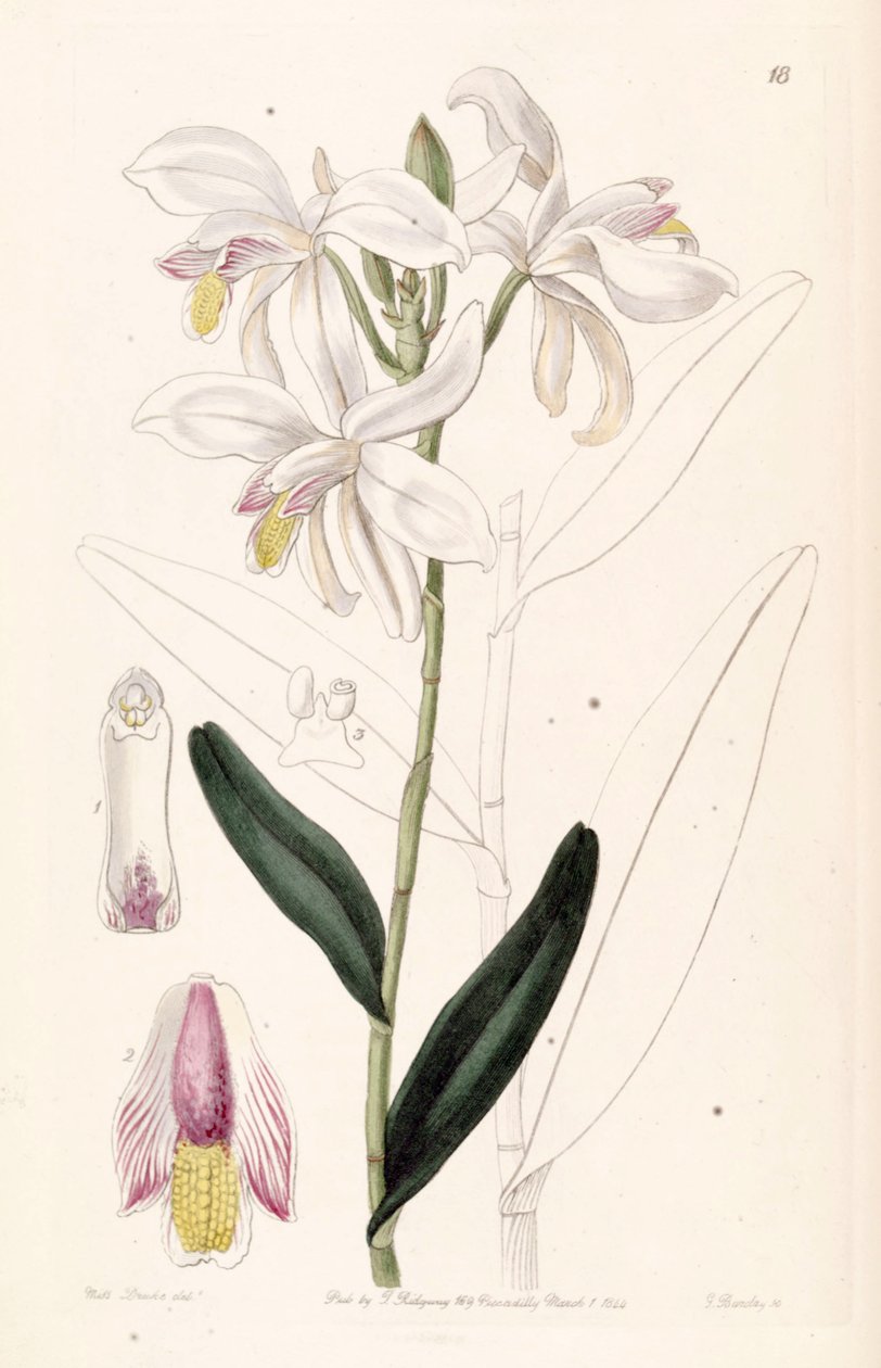 Bromheadia finlaysoniana (como syn. Bromheadia palustris) de Miss Drake