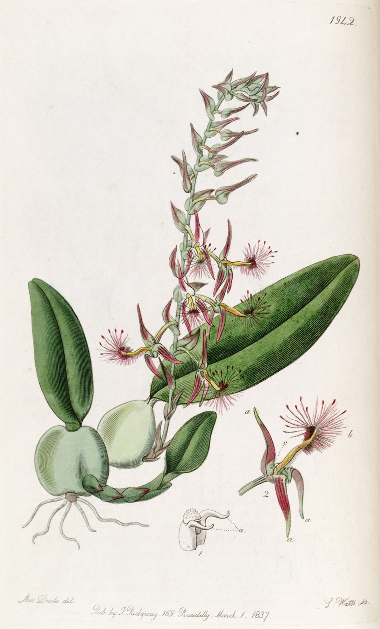 Bulbophyllum barbigerum (soletrado Bolbophyllum barbigerum) de Miss Drake