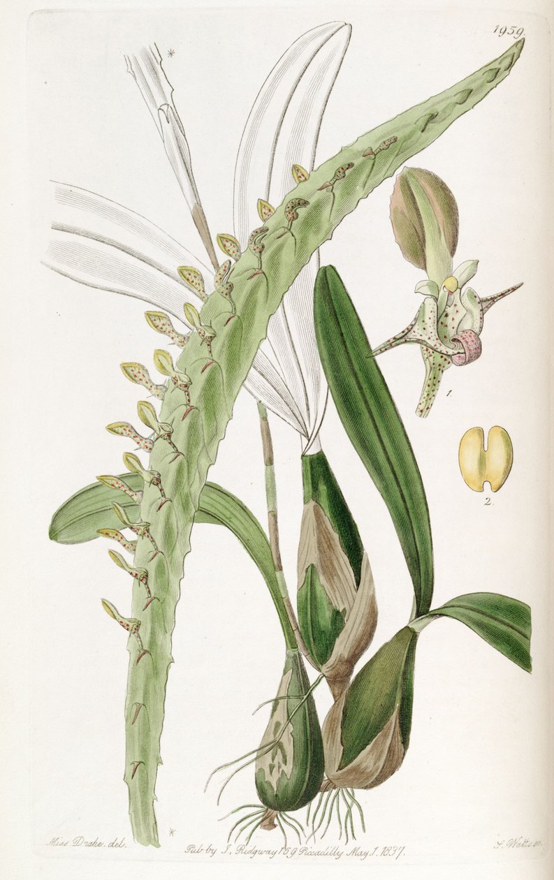 BulbophyUum calyptrate ssp. calyptrate (syn. máximo Megaclinium) de Miss Drake