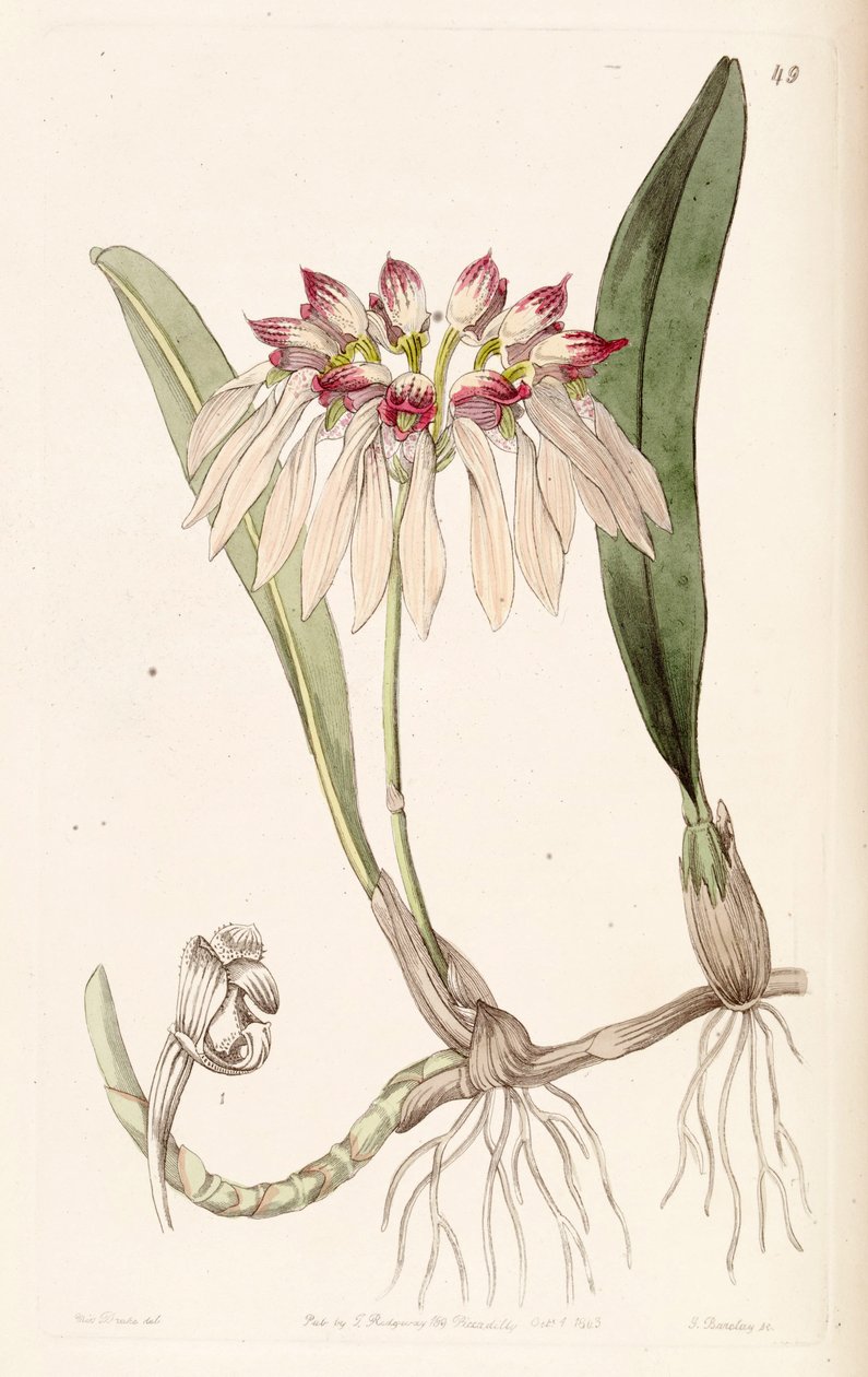 Bulbophyllum chinense (como syn. Cirrhopetalum chinense) de Miss Drake