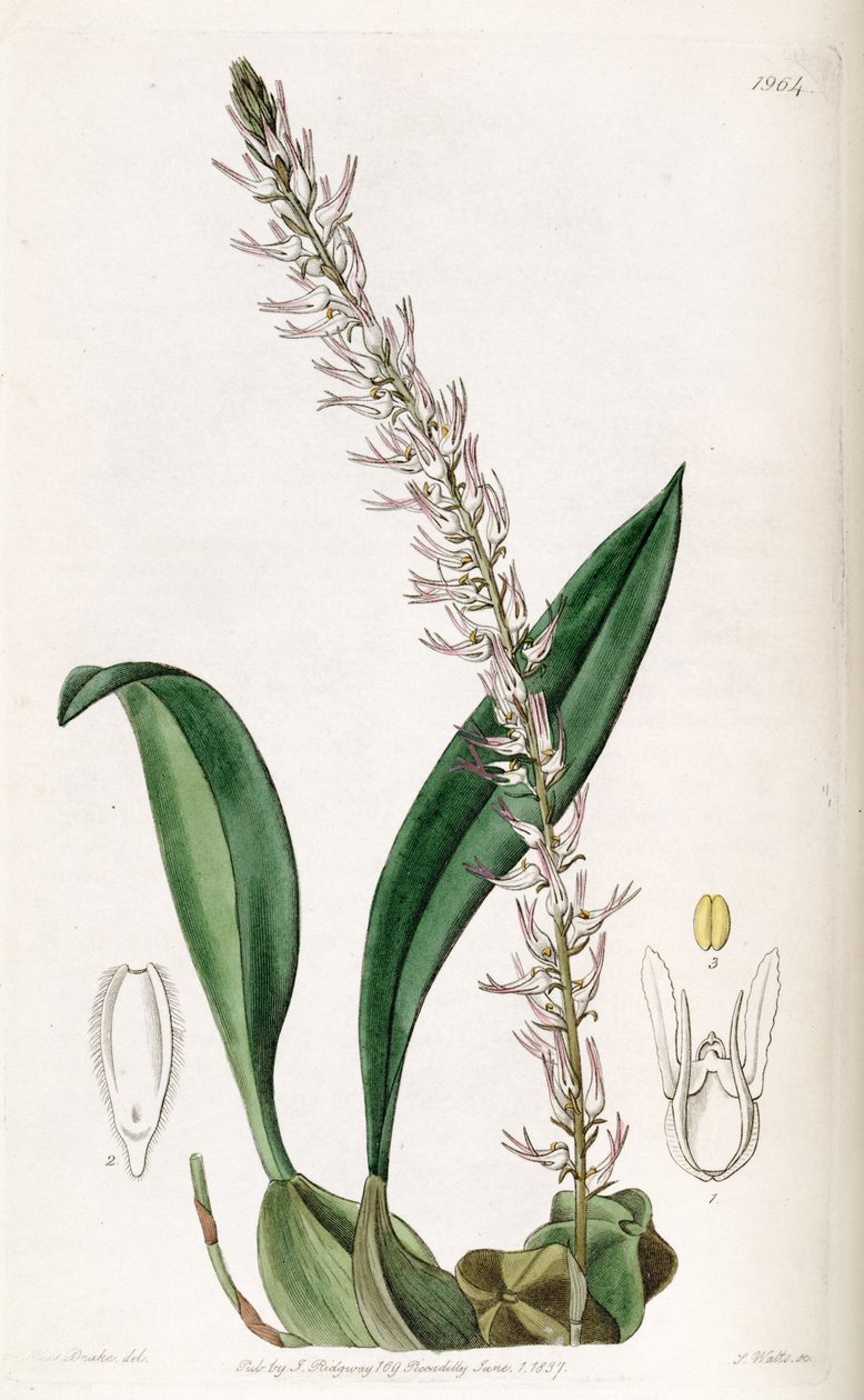 Bulbophyllum cocoinum (soletrado Bolbophyllum cocoinum) de Miss Drake