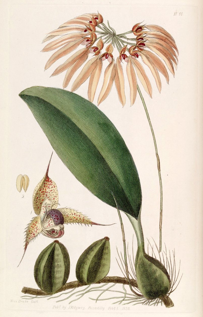 Bulbophyllum eberhardtii ou Bulbophyllum longiflorum (como syn. Cirrhopetalum thouarsii) de Miss Drake