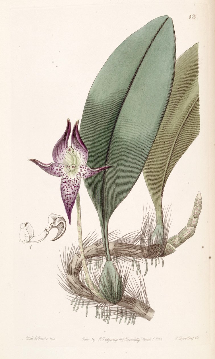 Bulbophyllum macranthum (espelta Bolbophyllum macranthum) de Miss Drake
