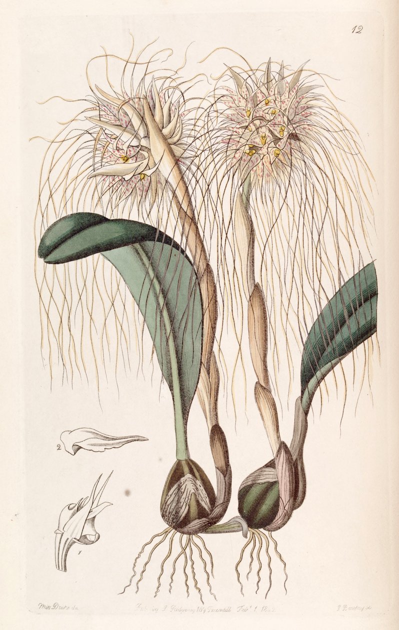 Bulbophyllum medusae (como syn. Cirrhopetalum medusae) de Miss Drake