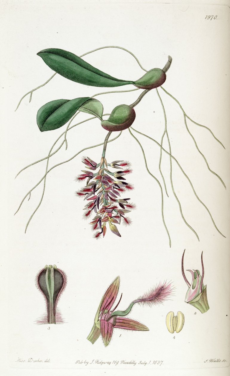 BulbophyUum saltatoria (soletrado saltatorium Bolbophyllum) de Miss Drake