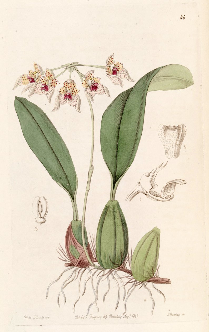 Bulbophyllum umbellatum (espelta Bolbophyllum umbellatum) de Miss Drake