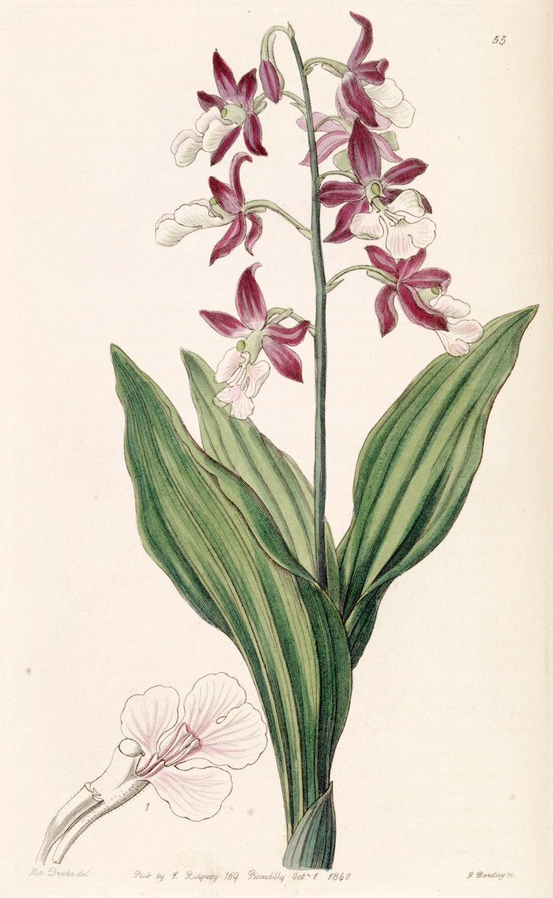 Calanthe descolorir | Miss Drake | Impressão de arte