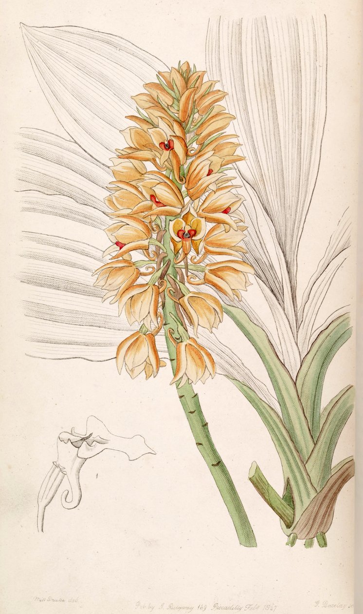 Calanthe feira (syn. Curculigoides Calanthe) de Miss Drake