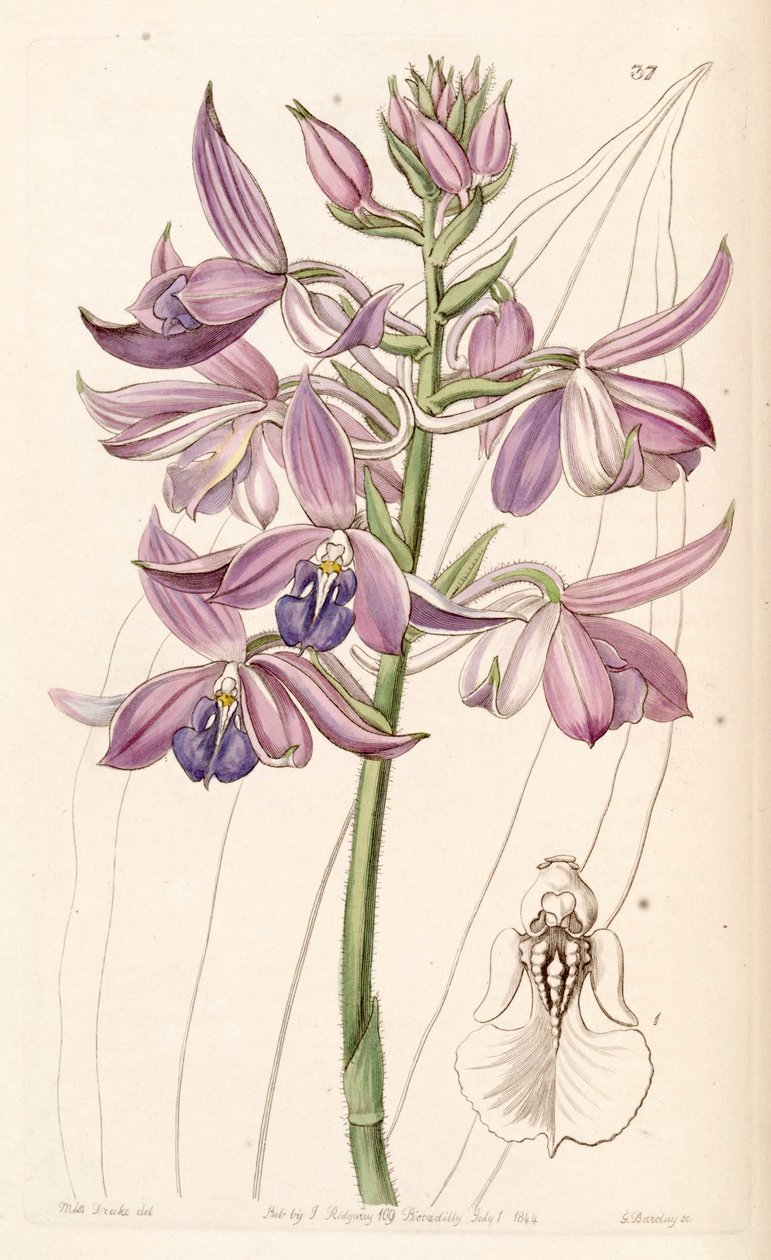 Calanthe sylvatica (como syn. Calanthe masuca) de Miss Drake