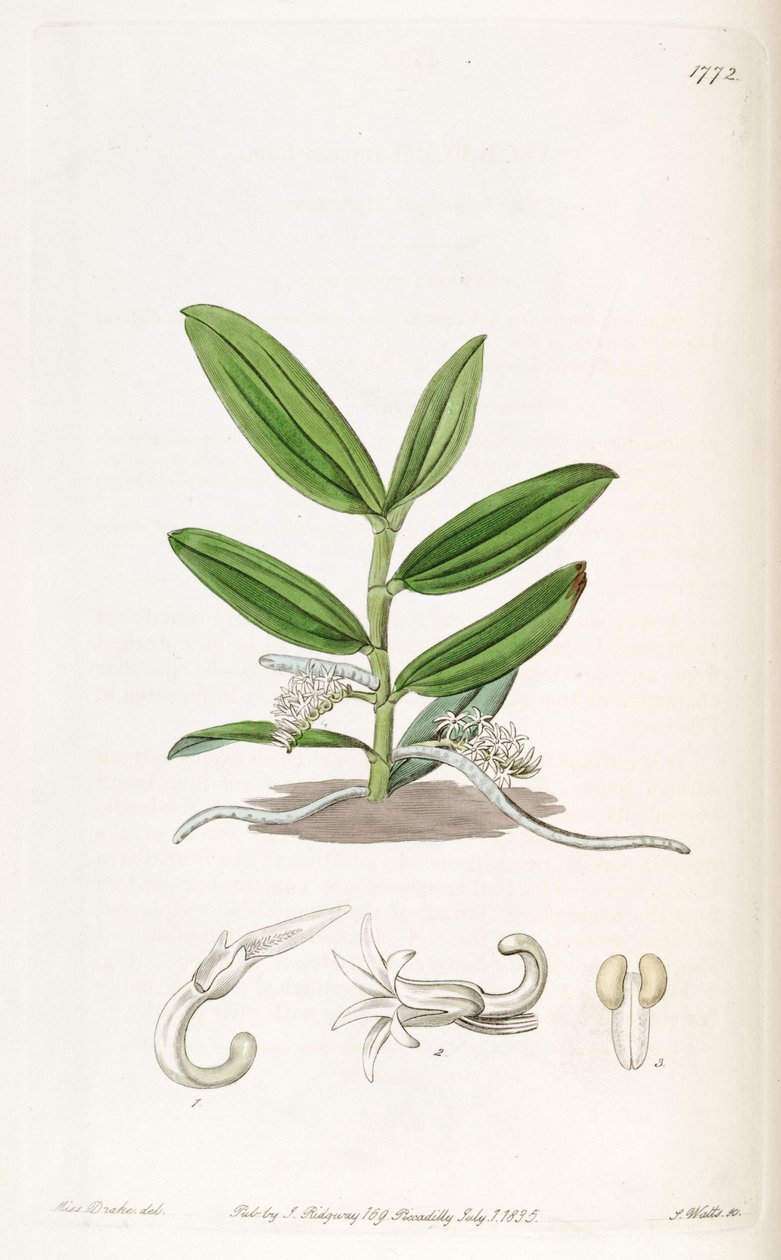 Campylocentrum mioranthum (syn. Listrostachys mioranthum) de Miss Drake
