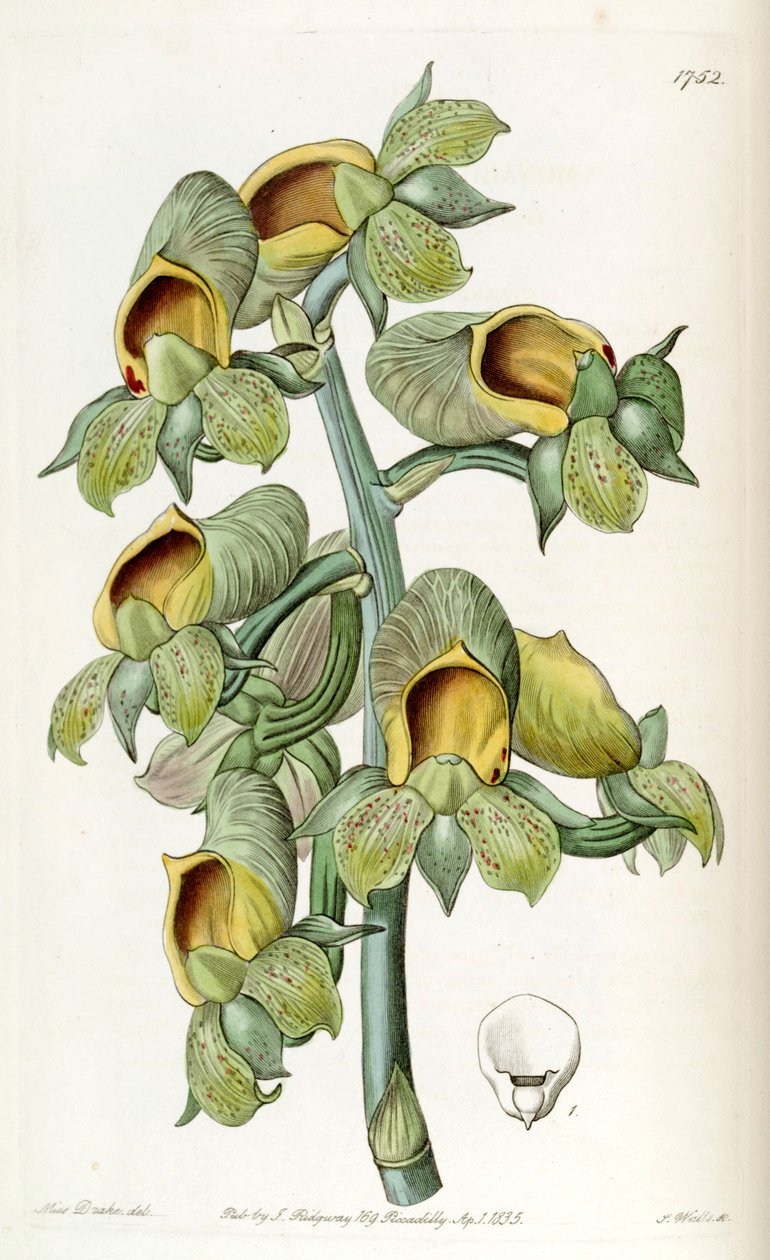 Catasetum Trillium (syn. Monachanthus verde) de Miss Drake