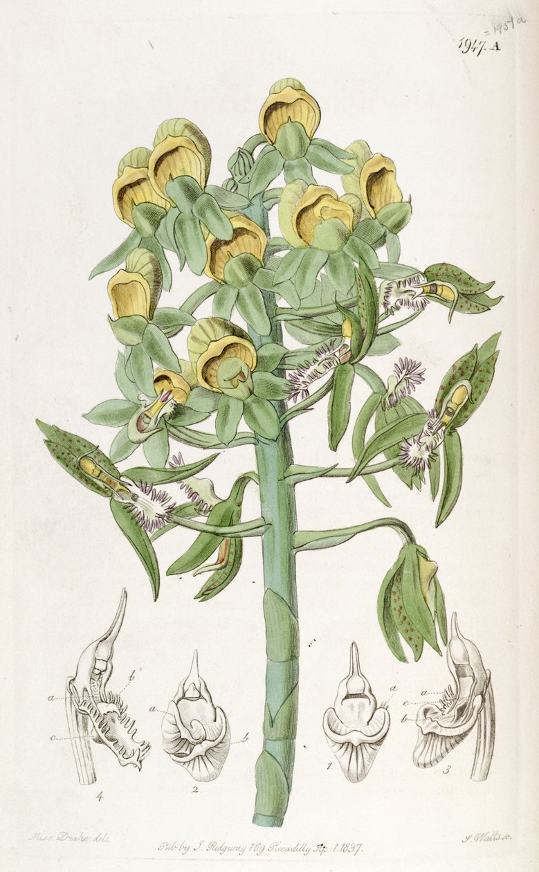 Catasetum cristatum, com flores femininas (topo) e flores masculinas (inferior). Descrita erroneamente pelo Dr. John Lindley como Monochanthus cristatus e Myanthus cristatus de Miss Drake