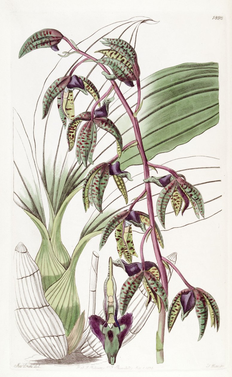 Catasetum deltoideum (como sin. Myanthus deltoideus) de Miss Drake
