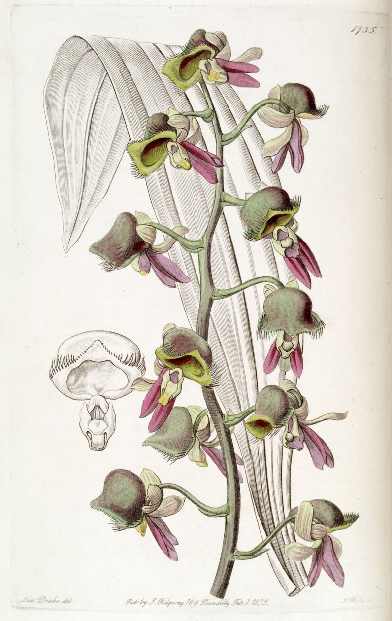 Catasetum discolor (como syn. Monachanthus discolor) de Miss Drake