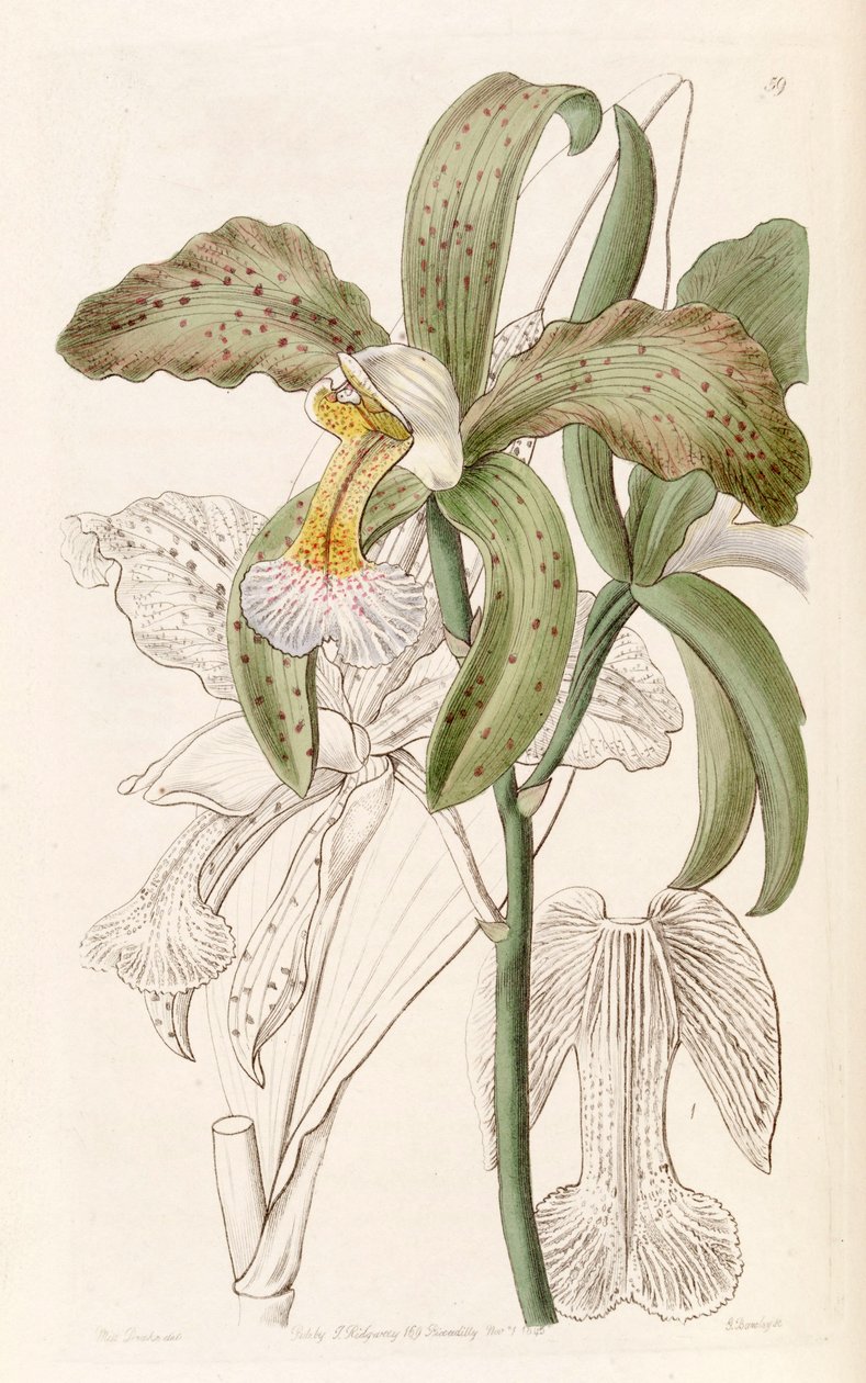 Cattleya granulosa (como syn. Cattleya granulosa var. Russelliana) de Miss Drake
