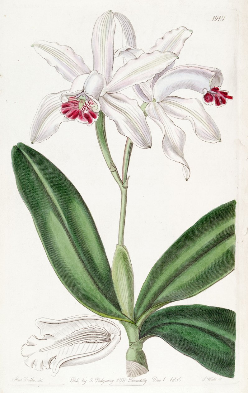 Cattleya intermedia (como syn. Cattleya intermedia var. Pallida) de Miss Drake