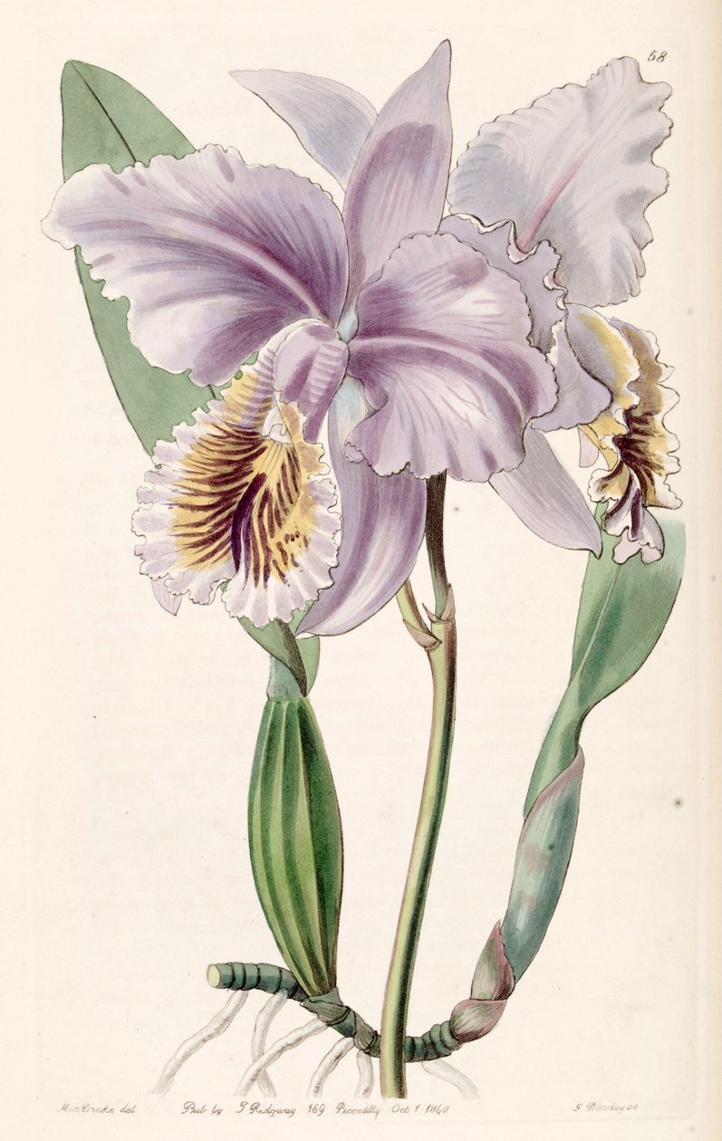 Cattleya mossiae (como syn. Cattleya labiata var. Mossiae) de Miss Drake