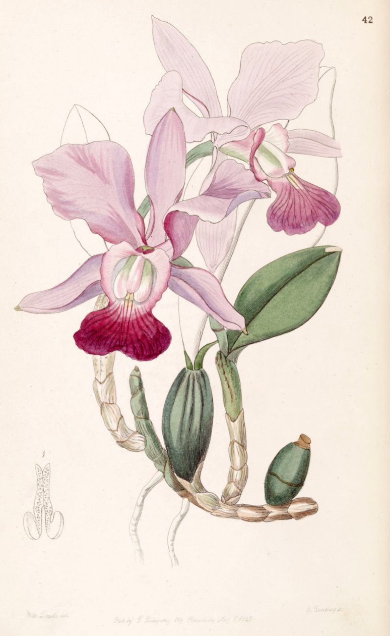 Cattleya walkeriana (como syn Cattleya bulbosa) de Miss Drake