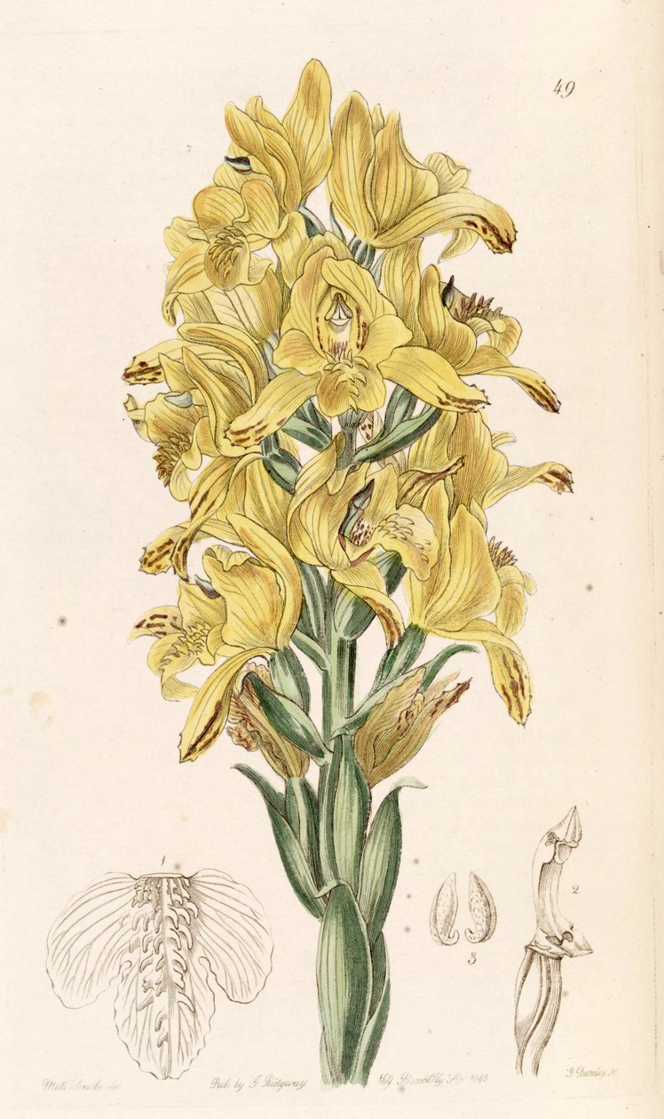 Chloraea piquichen (como syn. Chloraea virescens) de Miss Drake