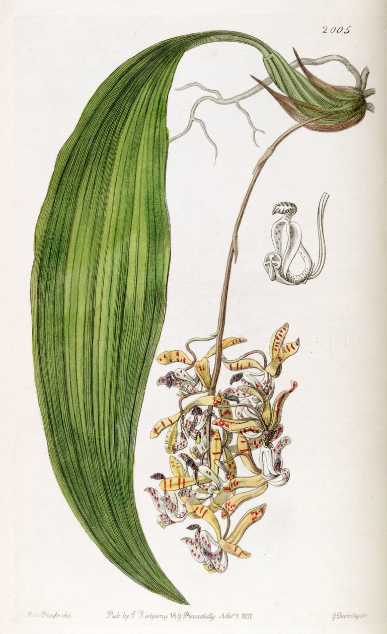 Cirrhaea loddigesii (como syn. Cirrhaea obtusata) de Miss Drake