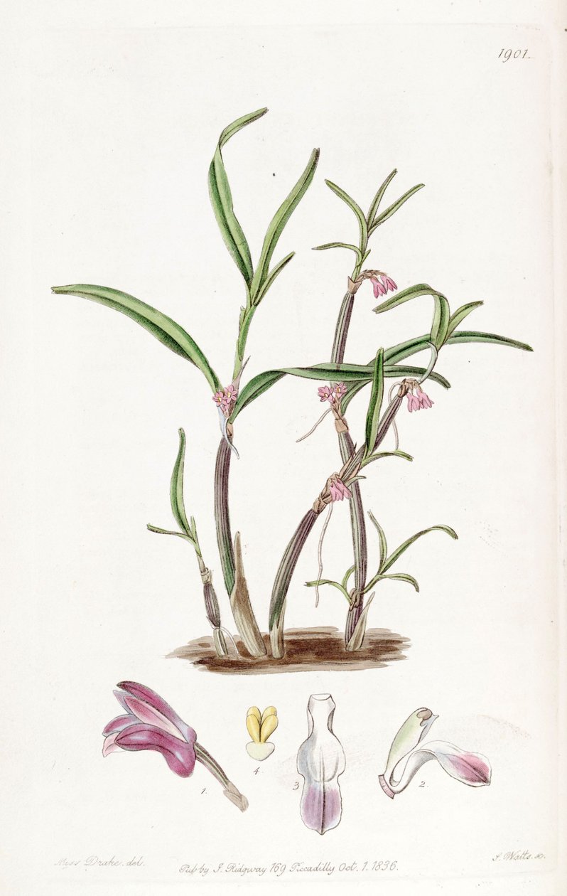 graminifolius Cladobium (syn. scaphyglottis violeta) de Miss Drake