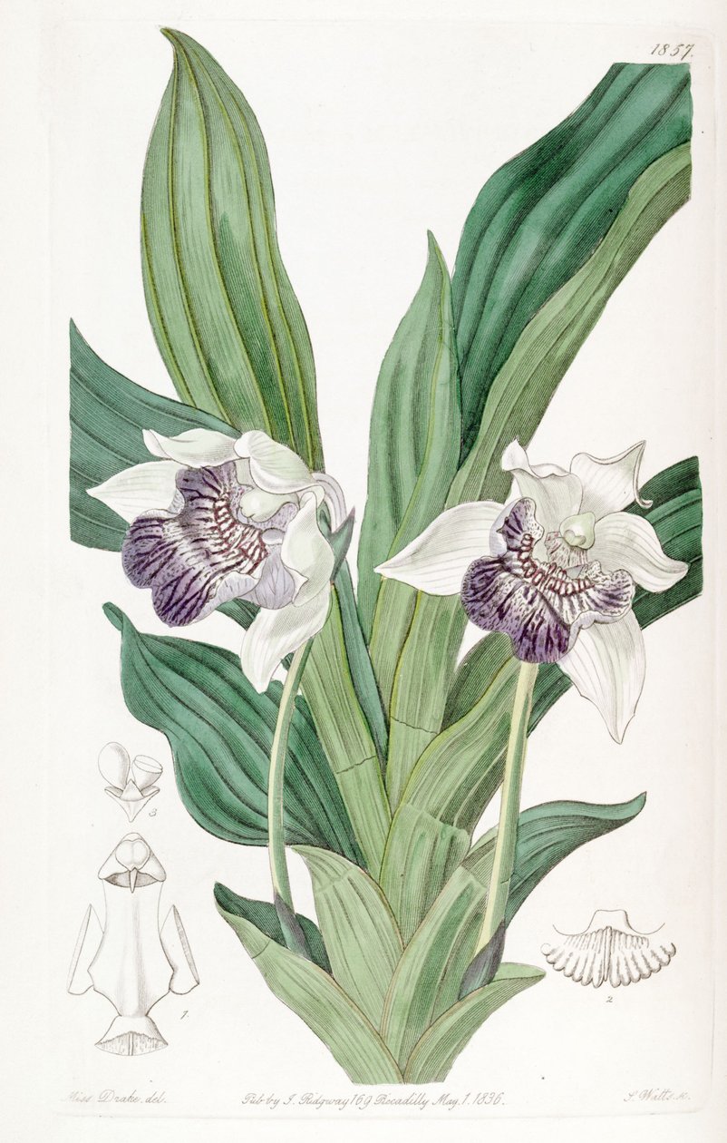 Cochleanthes flabelliformis (como syn Zygopetalum cochleare) de Miss Drake
