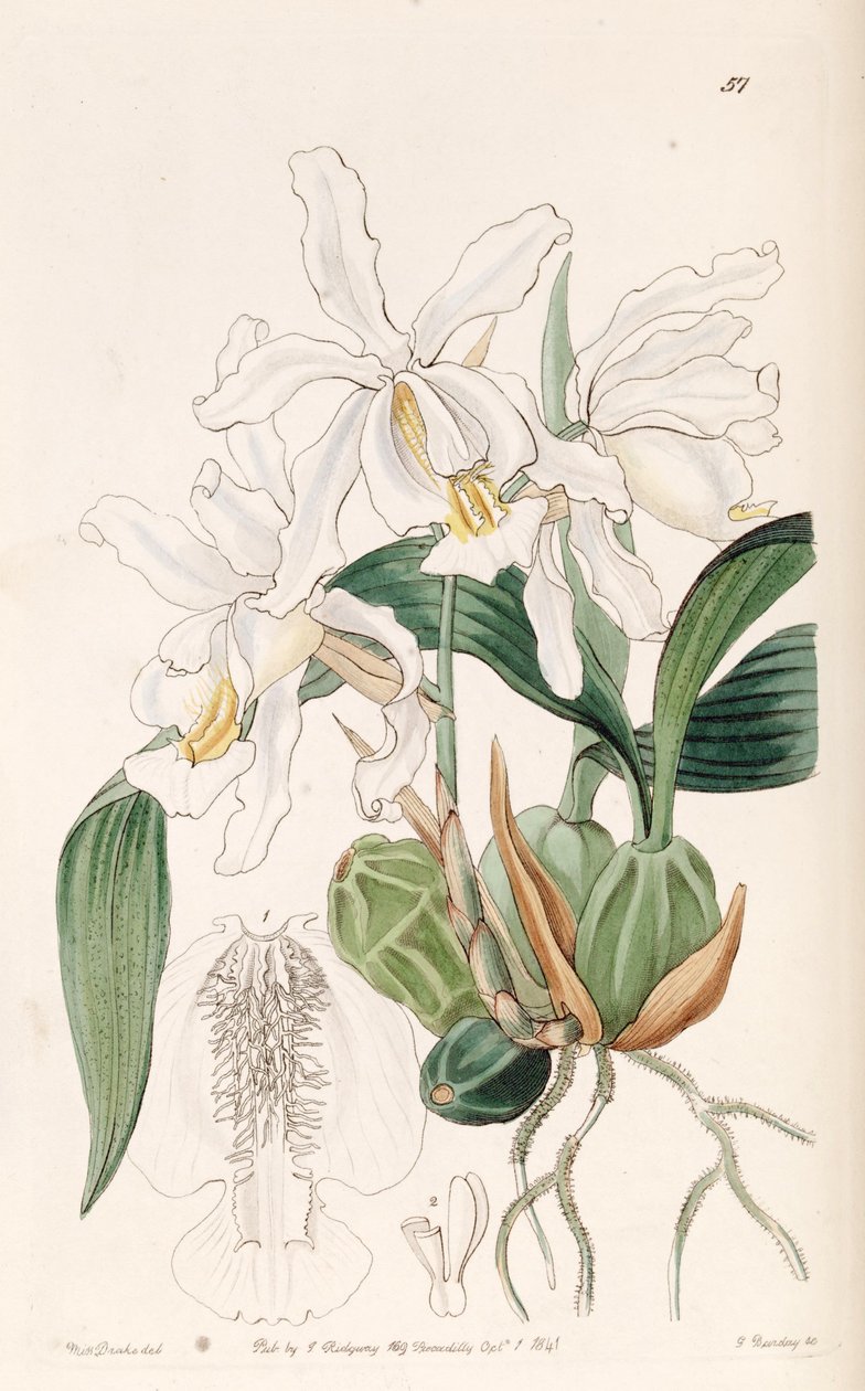 Coelogyne cristata de Miss Drake