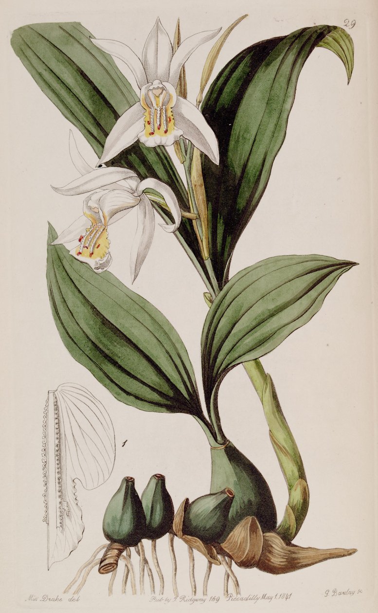 Coelogyne cumingii de Miss Drake
