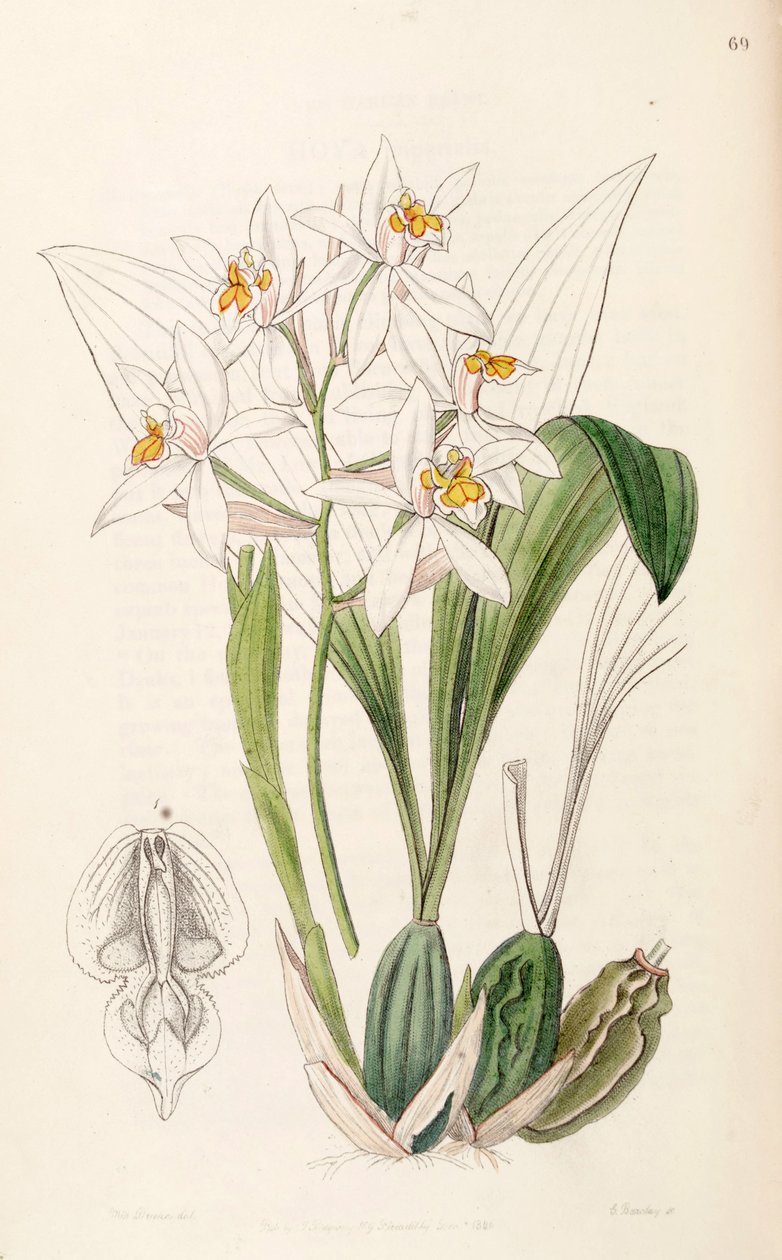 Coelogyne nitida (como syn. Coelogyne ochracea) de Miss Drake