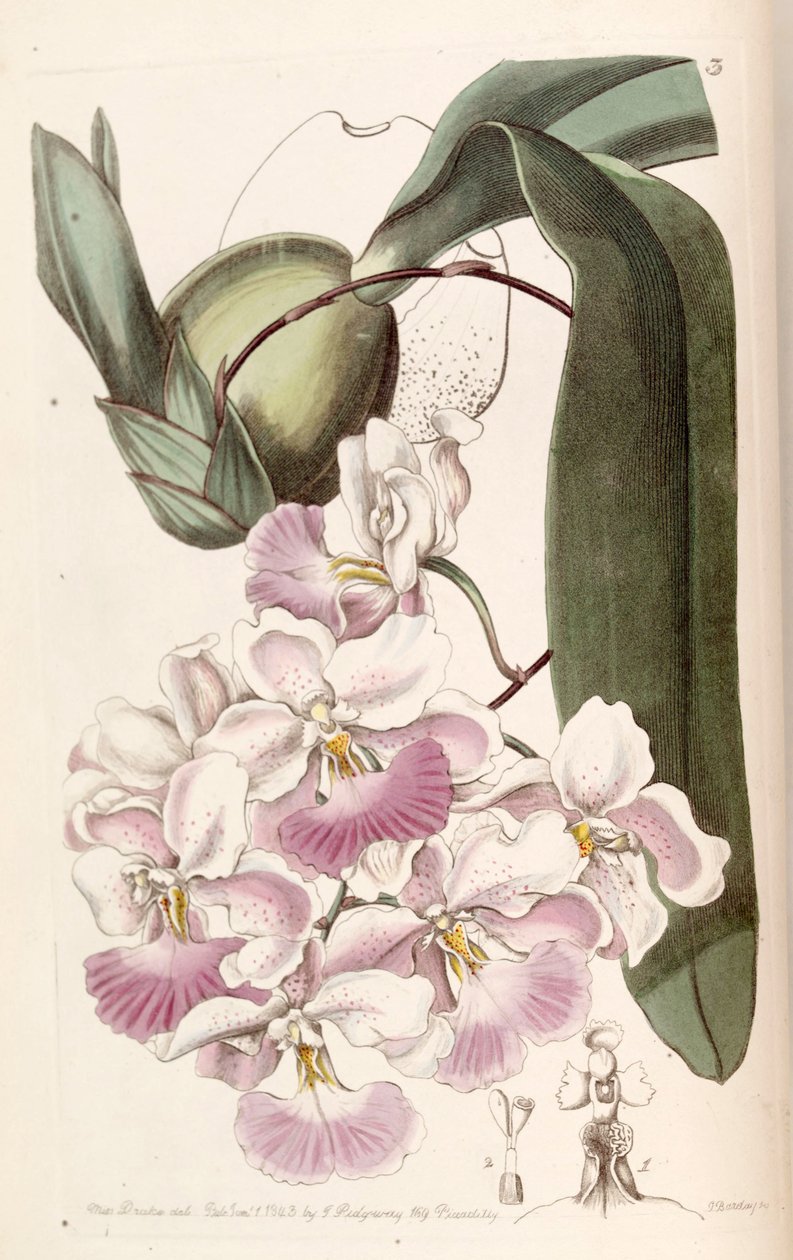 Cuitlauzina pendula (como syn Odontoglossum citrosmum) de Miss Drake