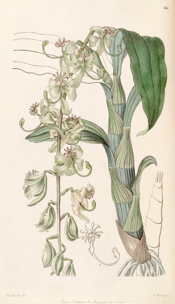 céu Cattleya (syn. Cattleya egertonianum ssp. verde) de Miss Drake