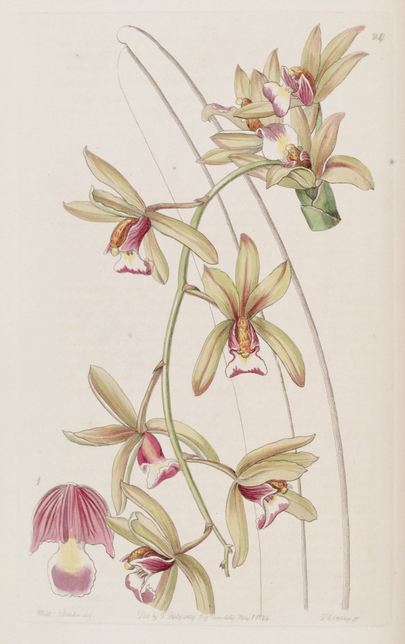 Cymbidium aloifolium (como syn. Cymbidium pendulum var. Brevilabre) de Miss Drake
