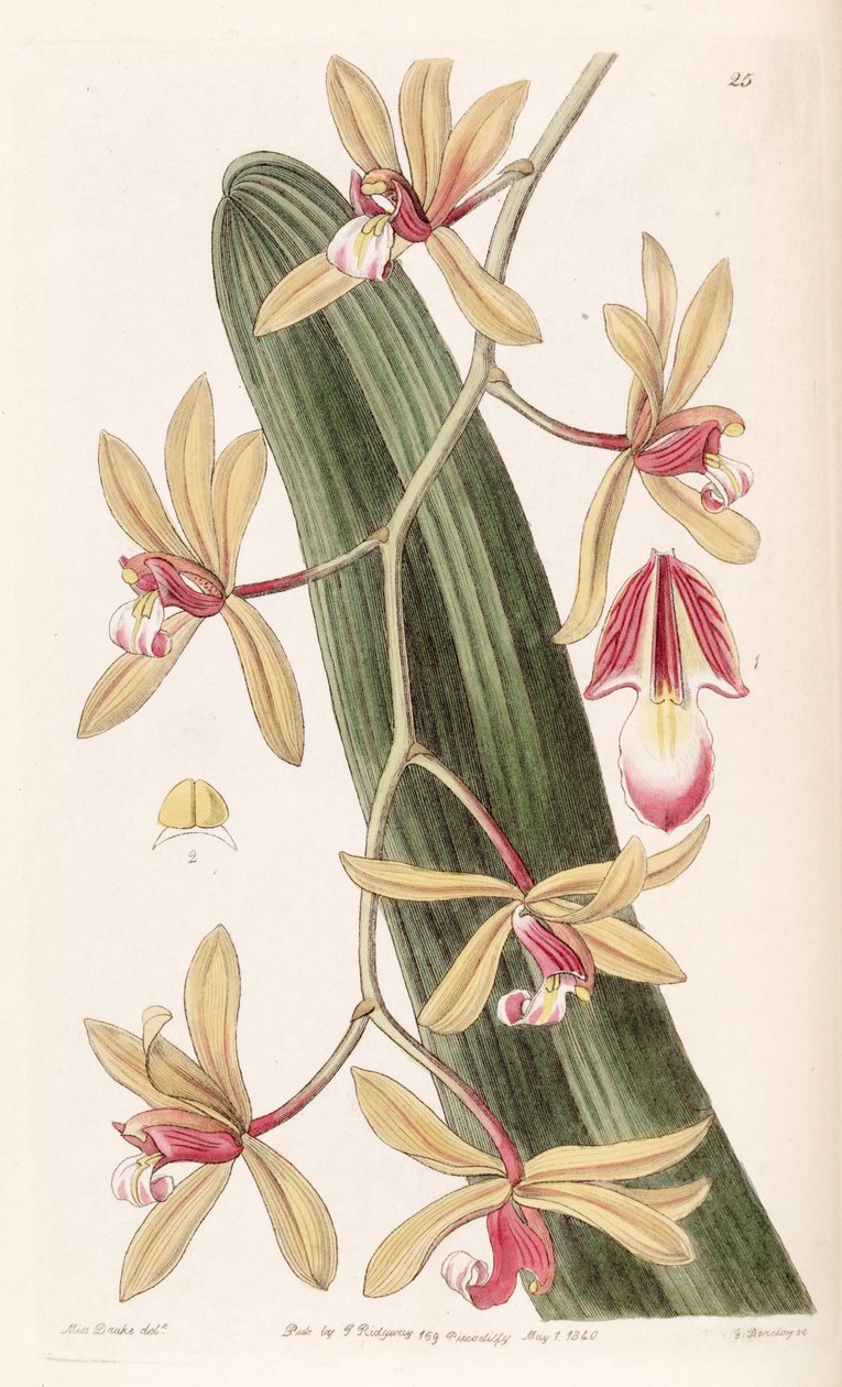 Cymbidium aloifolium (como syn. Cymbidium pendulum) de Miss Drake